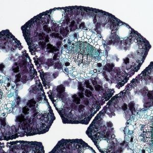 Banana Wood Heater Microwave Plastic