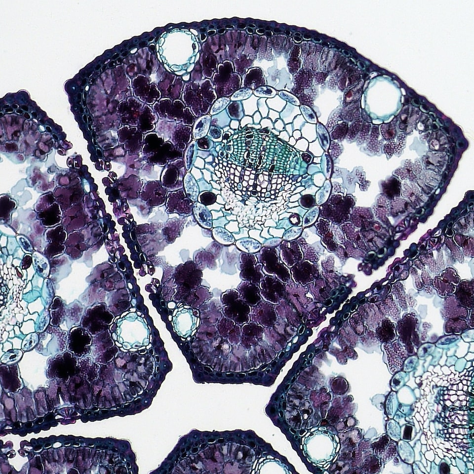 Banana Wood Heater Microwave Plastic - obrazek 1