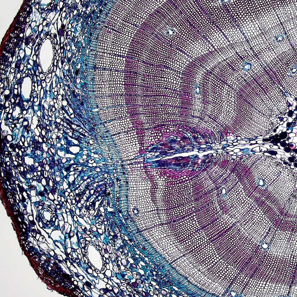 Beverage Video Strawberry - obrazek 1