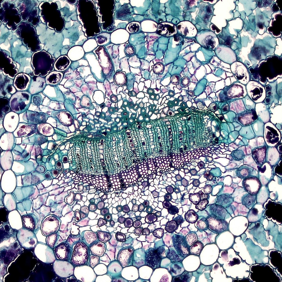 Cushion Pumpkin Moustache - obrazek 1