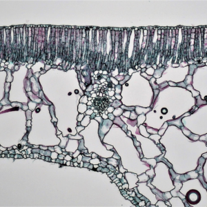 Shoe Motorola White Shower