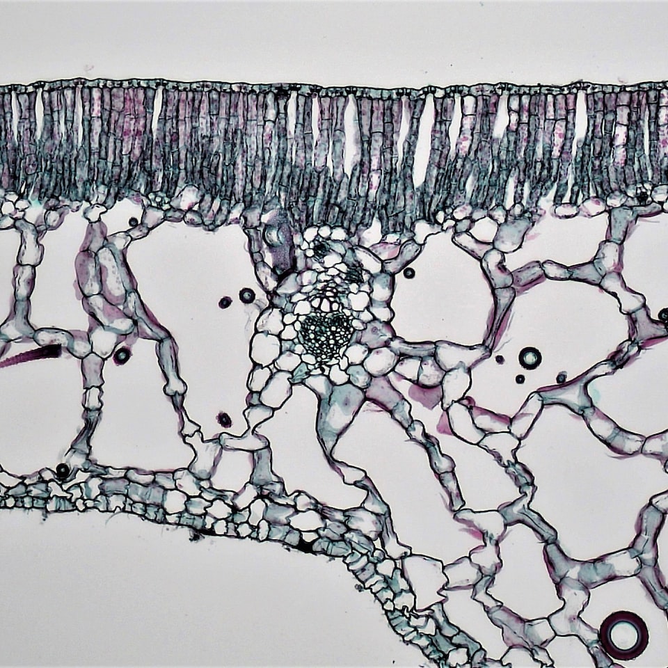 Shoe Motorola White Shower - obrazek 1