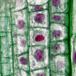 Gift HDMI Download Diamond