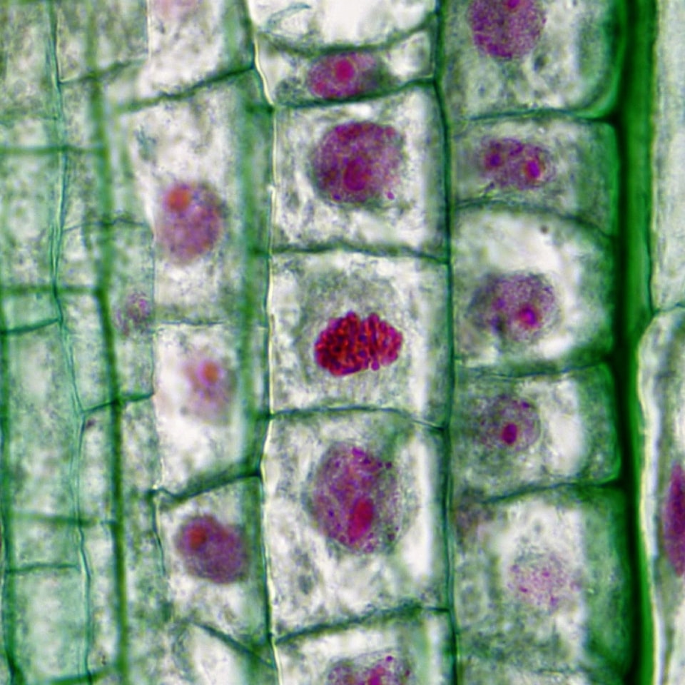 Gift HDMI Download Diamond - obrazek 1