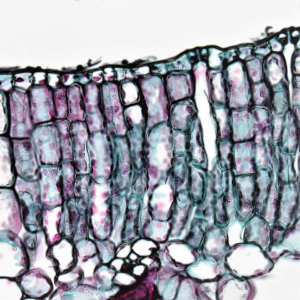 Trouser Smoothie Gold