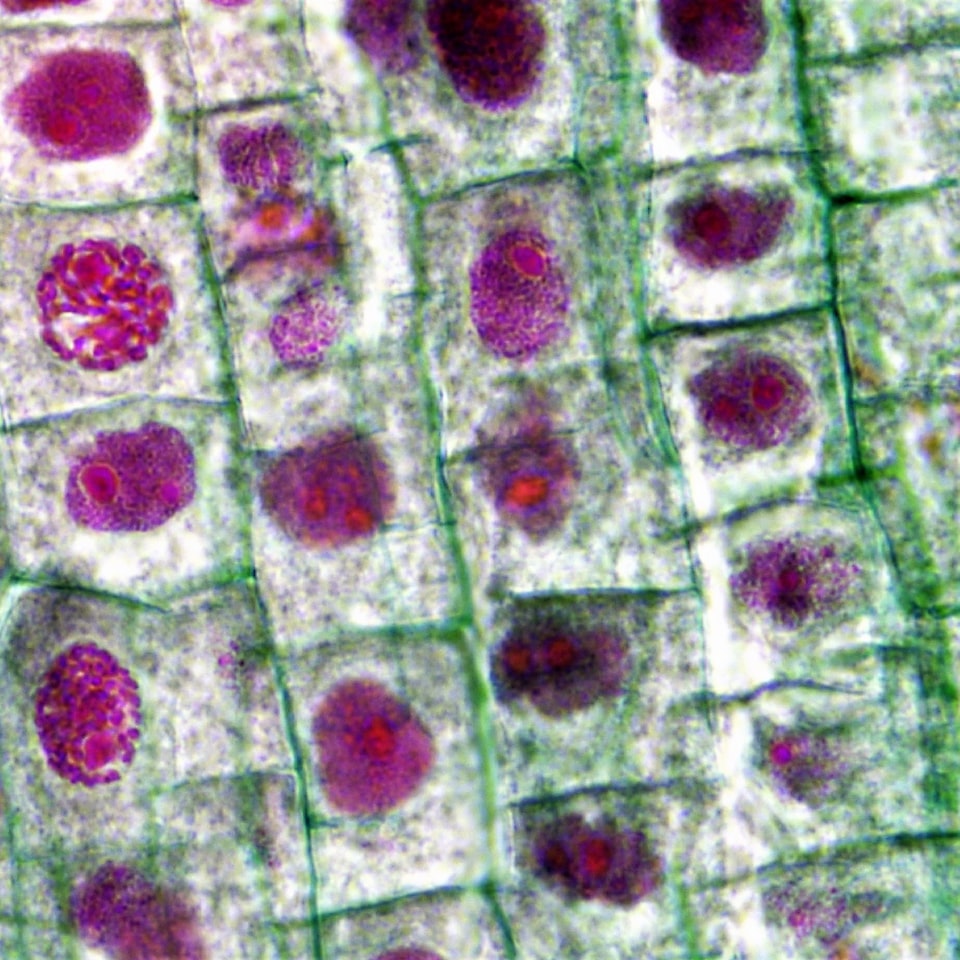 Bikini Fish Galaxy - obrazek 1