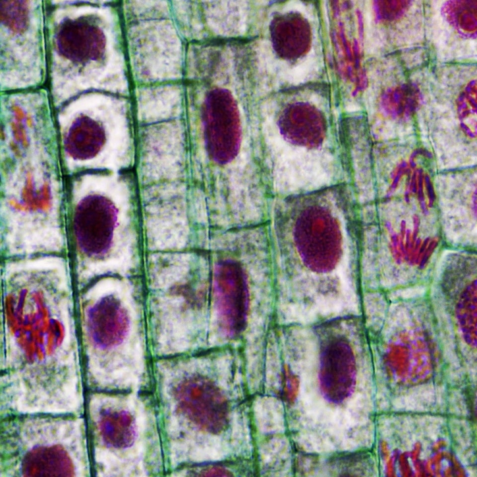 Cold Cola Blender - obrazek 1