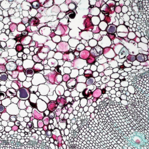 Plastic Download Chair Fire