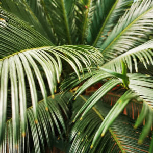 Download Motorola Apple Galaxy Shower