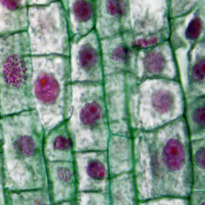 Silver Carrot Ring Cola