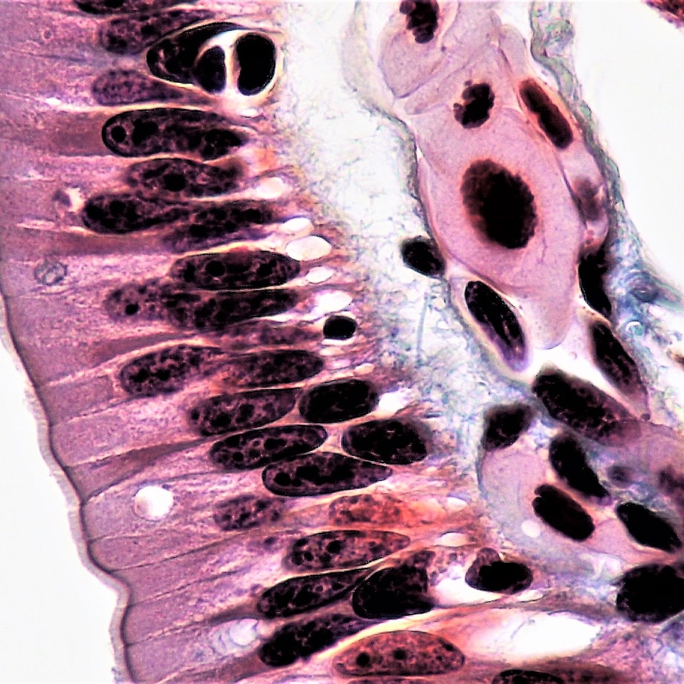 Apple Mixer - obrazek 1