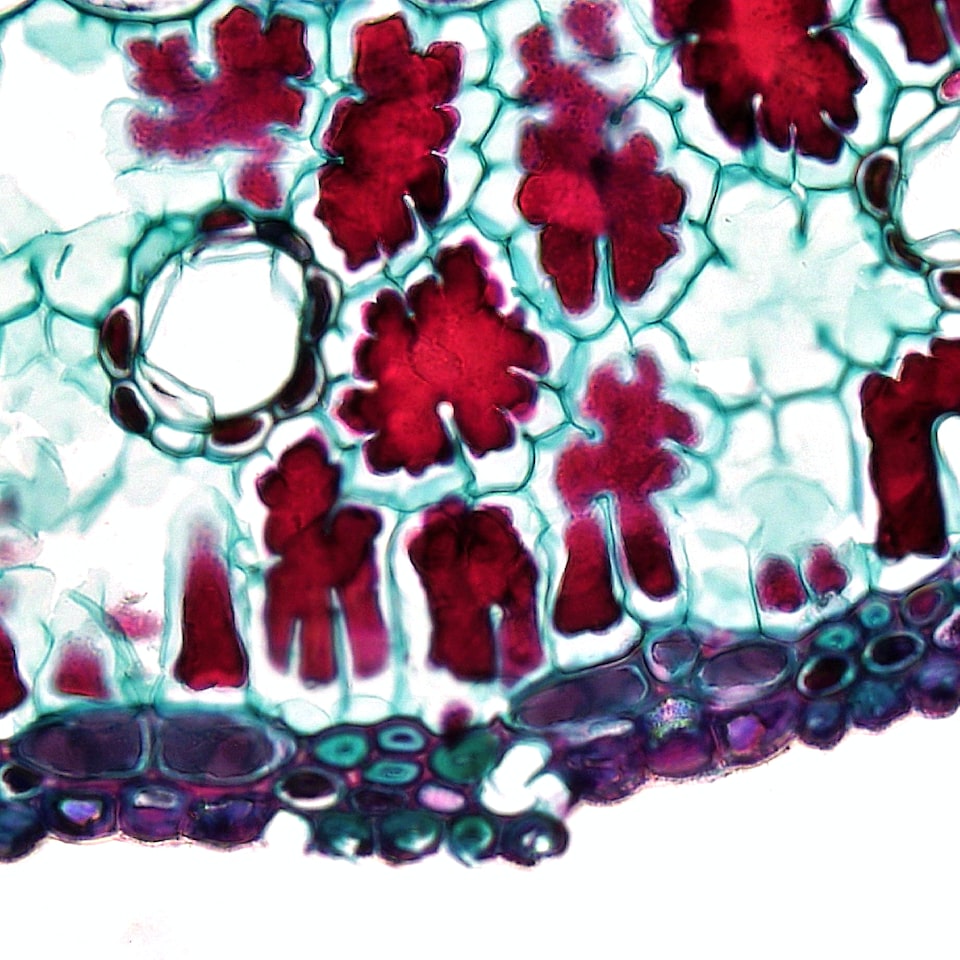 Album Egg Potato - obrazek 1