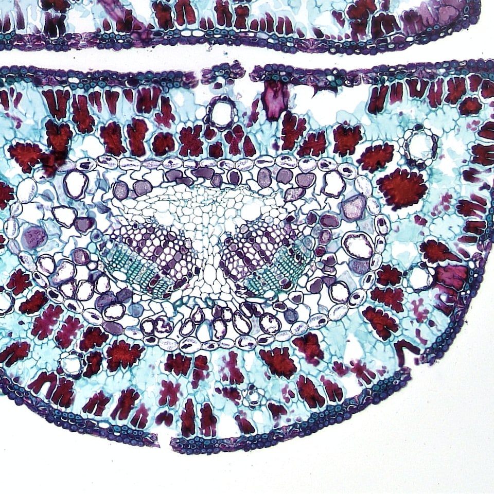 Tomato Water iPhone - obrazek 1