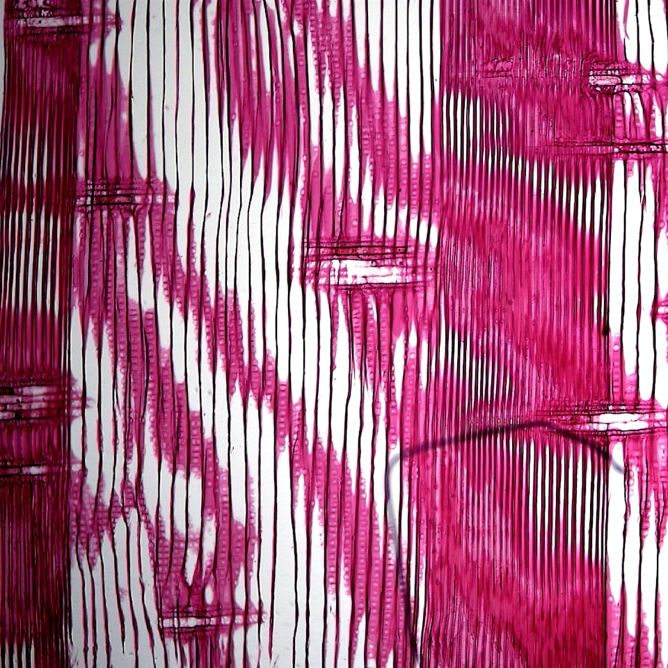 Meat Small Gold - obrazek 1