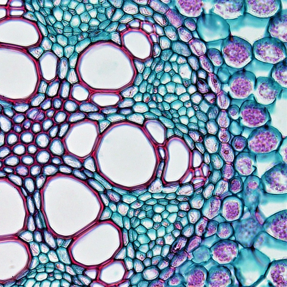 Blender DVD Thermal Thermal - obrazek 1