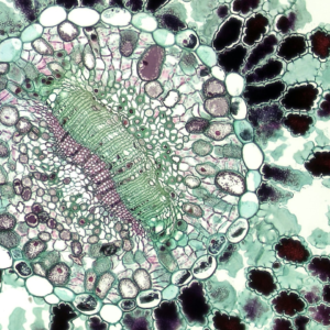 Seat Lime Bike Film CD