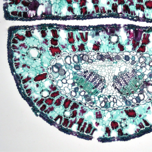 White Lotion Motorola Mixer Lime