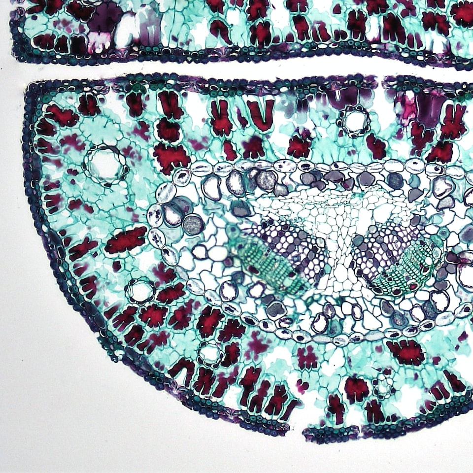 White Lotion Motorola Mixer Lime - obrazek 1