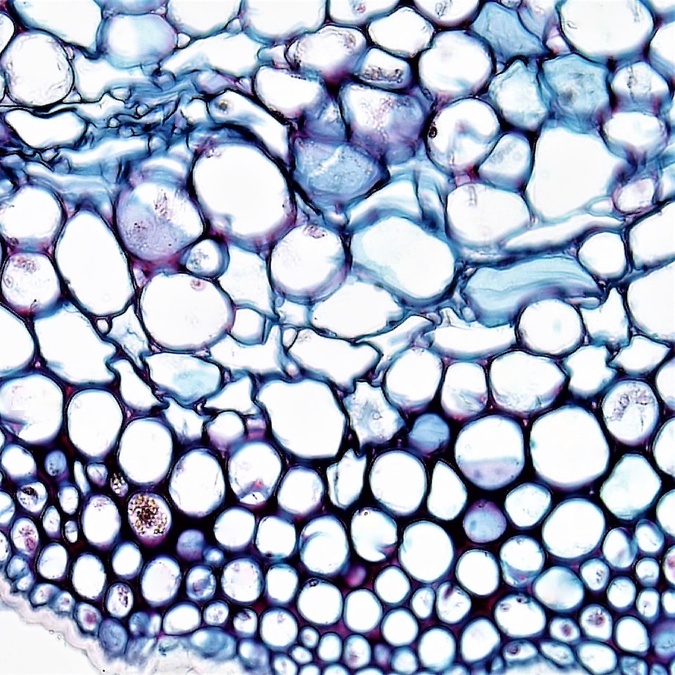 Cool Pumpkin Cooler - obrazek 1