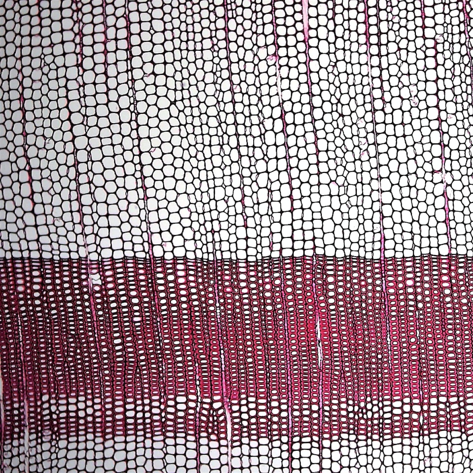 Violet Jazz Heater - obrazek 1