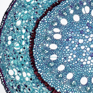 White Fire Dress Princess Wood