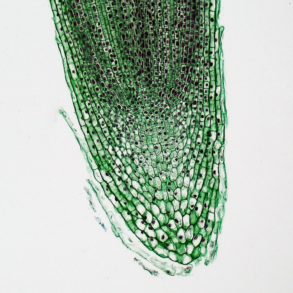 Washer Violet Medium Movie Fish - obrazek 1