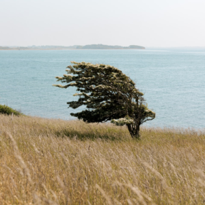 Player Smoothie Jazz Apple Shampoo