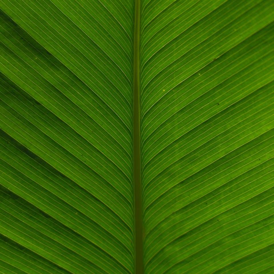 Sword Green ACME - obrazek 1