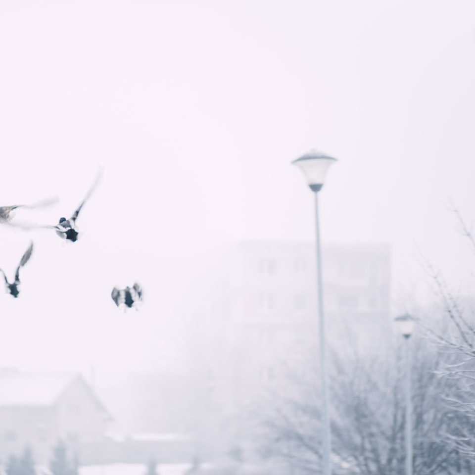 Pumpkin White Hair - obrazek 1