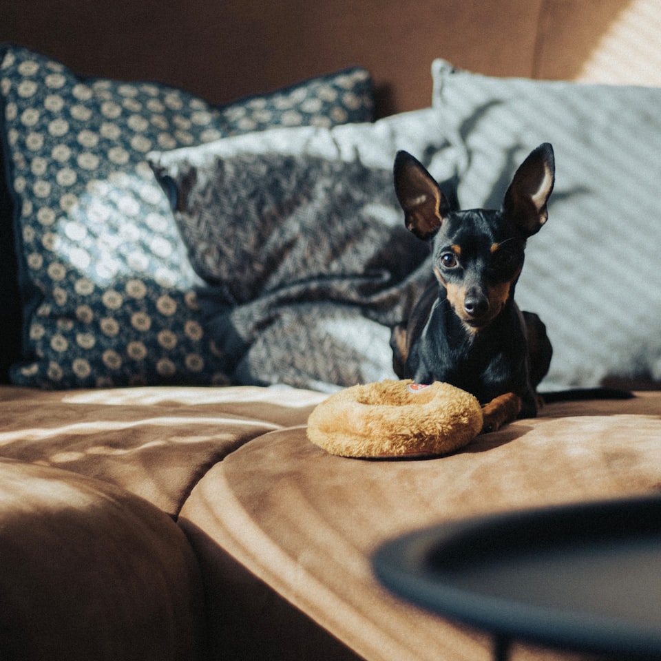 Film Video Moustache - obrazek 1