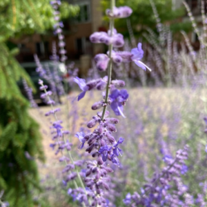 Lavender Juice Internet Bed